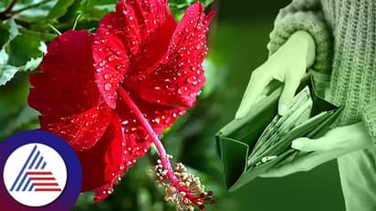  బ్లడ్ షుగర్ ను తగ్గించడం నుంచి పొడవైన జుట్టు వరకు.. మందార పువ్వుతో ఎన్ని లాభాలున్నాయో..!