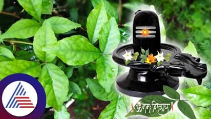 Maha Shivratri 2023: ಶಿವನಿಗೇಕೆ ಬಿಲ್ವ ಪತ್ರೆ ಅಂದರೆ ಪ್ರೀತಿ?