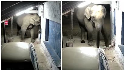 മൂന്നാറില്‍ വീണ്ടും കാട്ടാന ആക്രമണം; പലചരക്ക് കട ആക്രമിച്ച് മൈദയും സവാളയും തിന്നു