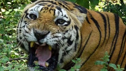 Karnataka: Woman falls prey to Tiger attack at Nanjangud, 2nd attack this week