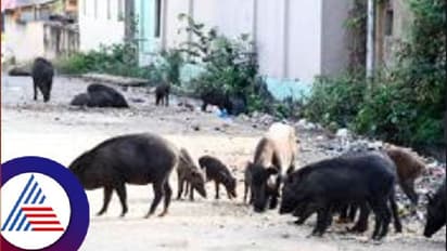 జాతి వైరం మరిచి.. ఆకలితో ఉన్న కుక్క పిల్లలకు పాలిచ్చిన పంది.. నిర్మల్ లో అరుదైన ఘటన