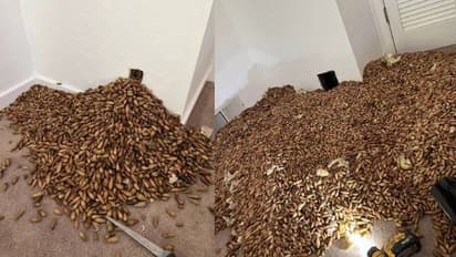 വീടിന്റെ ഭിത്തിക്കകത്ത് 317 കിലോ എക്കോൺ കായകൾ ഒളിച്ചുവച്ച് മരംകൊത്തികൾ!