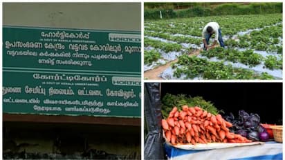 'പണം ഇല്ലെങ്കിൽ പച്ചക്കറിയുമില്ല', ഹോർട്ടികോർപ്പിനെ ഒഴിവാക്കി വട്ടവടയിലെ കർഷകർ