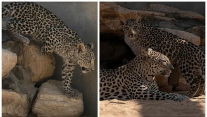 உதகை ஆட்சியர் குடியிருப்பு வளாகத்தில் ஜோடியாக உலா வரும் சிறுத்தைகளால் பரபரப்பு