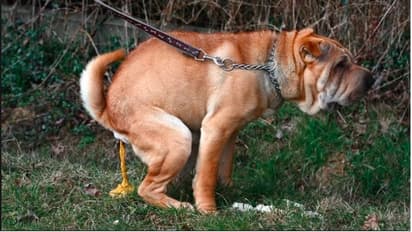 ಕೆಟ್ಟದಾಗಿ ಡಾನ್ಸ್‌ ವಿಮರ್ಶೆ ಮಾಡಿದವನ ಮುಖಕ್ಕೆ ನಾಯಿ ಮಲ ಎಸೆದ ಜರ್ಮನಿ 'ಬಾಲೆ'