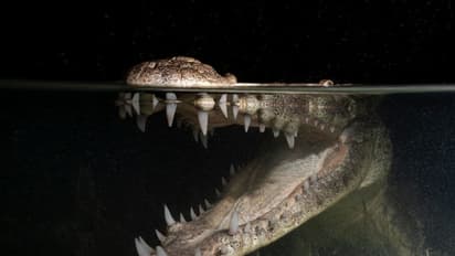 'ഓ അവന്‍റൊരു മുതലക്കണ്ണീര്...!'; അല്ല ഈ മുതലക്കണ്ണീരെല്ലാം വ്യാജമാണോ ? 