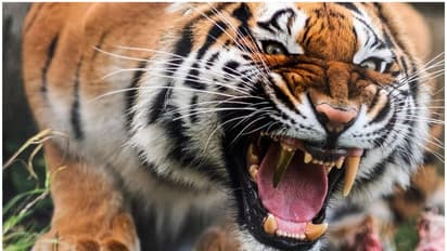 'അവരെന്‍റെ മക്കൾ';  ഒന്നും രണ്ടുമല്ല വീട്ടില്‍ വളര്‍ത്തിയത് ഏഴ് ബംഗാൾ കടുവകളെ;  71 -കാരന്‍ അറസ്റ്റില്‍ 