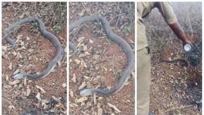 മിണ്ടാപ്രാണിയോട് കാരുണ്യം; തീയിലകപ്പെട്ട പാമ്പിന് രക്ഷകരായി ഫയർഫോഴ്സ് ഉദ്യോഗസ്ഥർ; വീഡിയോ ദൃശ്യങ്ങളിലേക്ക്...