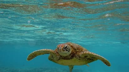 സമുദ്രങ്ങള്‍ ചൂട് പിടിക്കുന്നു; കടലാമകള്‍ വംശനാശ ഭീഷണിയിലെന്ന് പഠനം 