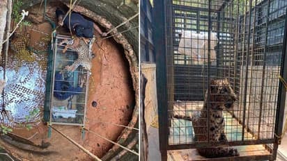 Mangaluru Leopard: கிணற்றில் விழுந்த சிறுத்தையைக் காப்பாற்றிய பெண் மருத்துவர்