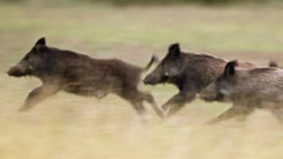 ചാരുംമൂട് തൊഴിലുറപ്പ് യോഗത്തിലേക്ക് കുതിച്ചെത്തി കാട്ടുപന്നിക്കൂട്ടം, ആക്രമിച്ച് പരിക്കേൽപ്പിച്ചത് അഞ്ച് പേരെ