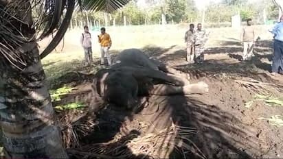 ಕಾರ್ಮಿಕನನ್ನು ಅಟ್ಟಾಡಿಸಿಕೊಂಡು ಬಂದ ಕಾಡಾನೆ: ಯುವಕ ಜಸ್ಟ್ ಮಿಸ್