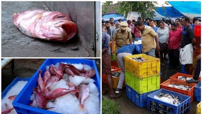 ചമ്പക്കര മാർക്കറ്റിൽ മിന്നൽ പരിശോധന; വില്പ്പനക്കായി കർണാടകയിൽ നിന്നെത്തിച്ച അഴുകിയ മീൻ പിടികൂടി