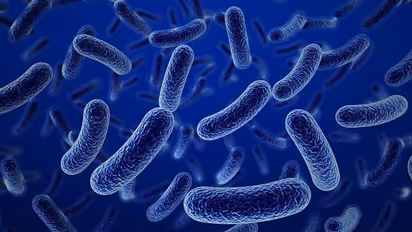 Marburg Virus Disease : മാർബർഗ് രോഗം സ്ഥിരീകരിച്ച് ലോകാരോഗ്യ സംഘടന ; ലക്ഷണങ്ങൾ എന്തൊക്കെ? അറിയേണ്ടതെല്ലാം