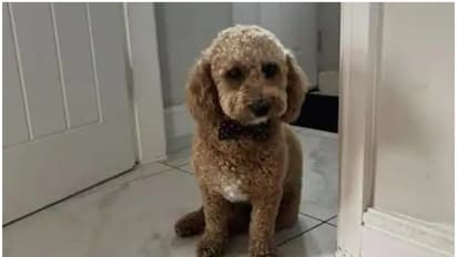 പ്രഭാത സവാരിക്കിടയിൽ വഴിതെറ്റി, വളർത്തുനായ 'ടാക്‌സിയില്‍ കയറി'വീട്ടിലെത്തി! 