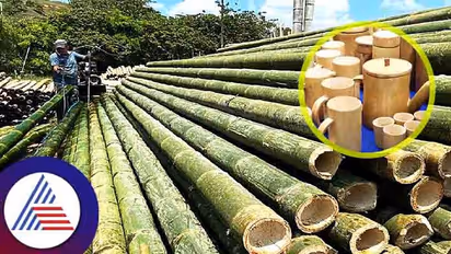 Business Ideas : ಮನೆ ಸೌಂದರ್ಯ ಹೆಚ್ಚಿಸುವ ಬಿದಿರು ಆದಾಯದ ಮೂಲ