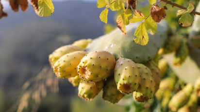 சப்பாத்திக்கள்ளி பழத்தில் கொட்டிக் கிடக்கும் மருத்துவ நன்மைகள்!  
