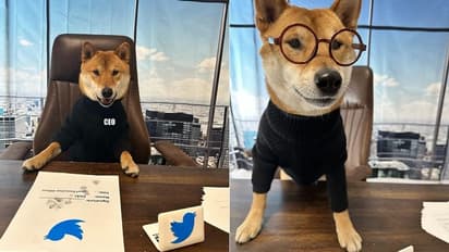 ಟ್ವಿಟರ್‌ಗೆ ಹೊಸ CEO ನೇಮಿಸಿದ ಎಲಾನ್ ಮಸ್ಕ್, ತಲೆಕೆಟ್ಟು ಎಡವಟ್ಟಾಯ್ತಾ ಎಂದ ನೆಟಿಜೆನ್ಸ್!