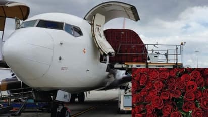 Valentine's Day : ಬೆಂಗಳೂರು ವಿಮಾನ ನಿಲ್ದಾಣದಿಂದ 17.4 ಮಿಲಿಯನ್ ಗುಲಾಬಿ ಹೂಗಳ ರಫ್ತು