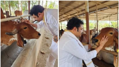മുജ്ജന്മങ്ങളിലെന്നോ ഉണ്ടായ ആ ബന്ധം; പശുകളുമായുള്ള തന്റെ സ്നേഹം പറഞ്ഞ് കൃഷ്ണകുമാര്