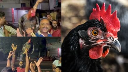 ഒരേയൊരു പൂവൻ കോഴി, പാലക്കാട്ട് ലേലം പിടിച്ചത് അമ്പരിപ്പിക്കുന്ന വിലയിൽ, ഇനിയും കൂടിയേനെ എന്ന് സംഘാടകർ