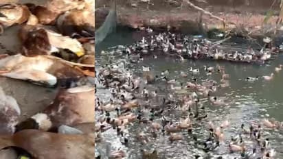 രാത്രിയിൽ താറാവുകളെ വിഷം കൊടുത്ത് കൊന്നു, 750 താറാവുകളിൽ 100 എണ്ണം ചത്തു, ബാക്കിയുള്ളവയുടെ വിൽപന തടഞ്ഞു