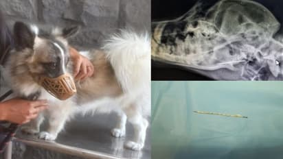 തൊണ്ടയ്ക്കുള്ളില് തയ്യല് സൂചി കുടുങ്ങി, വേദനിച്ച് പുളഞ്ഞ് ഭക്ഷണം പോലും കഴിക്കാനാവാതെ യൂക്കോ