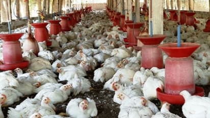 കോഴിയിറച്ചിയുടെ വില നിയന്ത്രിക്കും; പുതിയ പദ്ധതിയുമായി സർക്കാർ, നടപ്പാക്കുക കുടുംബശ്രീയുടെ ഉൾപ്പടെ സഹകരണത്തോടെ