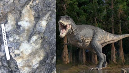 ബീച്ചില് നടക്കാനിറങ്ങിയ യുവതി കണ്ടെത്തിയത് 166 ദശലക്ഷം വര്ഷങ്ങള് പഴക്കമുള്ള ദിനോസറിന്റെ കാല്പാട്