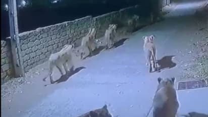 തെരുവിൽ സ്വൈര്യവിഹാരം നടത്തി സിംഹക്കൂട്ടം; സിസിടിവി ദൃശ്യങ്ങൾ കണ്ട് ഞെട്ടി നാട്ടുകാർ