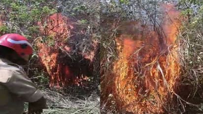 പാലോട് ഇടിഞ്ഞാർ വനത്തിൽ കാട്ടുതീ, 50 ഏക്കർ കത്തിനശിച്ചു, ഫയർ ഫോഴ്സ് വാഹനത്തിന് പ്രവേശിക്കാനാകുന്നില്ല