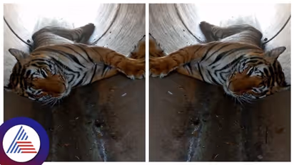 ತುಮಕೂರು ಅರಣ್ಯ ಇಲಾಖೆಗೆ ತಲೆ‌ ಬಿಸಿ ತಂದ ಹುಲಿ ಸಾವು ಪ್ರಕರಣ, ಸತ್ತಿರುವುದು ಹೊರ ರಾಜ್ಯದ ಹುಲಿ ಸಾಧ್ಯತೆ?