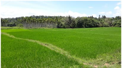 നെല്ലിന് പണം വാങ്ങി കൃഷി ചെയ്യുന്നത് വാഴയും കവുങ്ങും! ഓപ്പറേഷന്‍ റൈസ് ബൗളില്‍ കുടുങ്ങി കര്‍ഷകര്‍