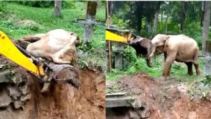 കുഴിയില്‍ നിന്ന് തള്ളിക്കയറ്റിയ ജെസിബി കയ്യുമായി കൊമ്പ് കോര്‍ത്ത് കാട്ടാന, പടക്കം പൊട്ടിച്ച് വനപാലകര്‍