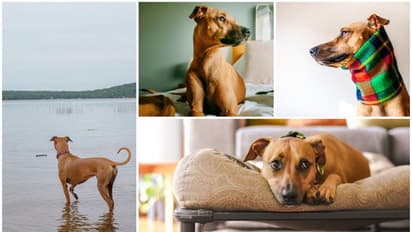 രാവിലെ വാര്‍ത്ത കണ്ടില്ലെങ്കില്‍ അക്രമാസക്തയാകുന്ന 'ബിന്ദി'; വളര്‍ത്തുനായയുടെ വിചിത്ര സ്വഭാവം പങ്കുവച്ച് ഉടമ 