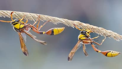 മൂവാറ്റുപുഴയിൽ കടന്നൽ ആക്രമണം: ഏഴ് പേര്ക്ക് പരിക്കേറ്റു