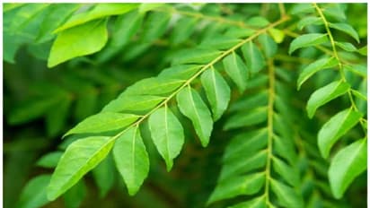 ముదిరిన కరివేపాకును తినడం వల్ల ఈ వంశపారంపర్య వ్యాధులను తరిమికొట్టవచ్చు తెలుసా?