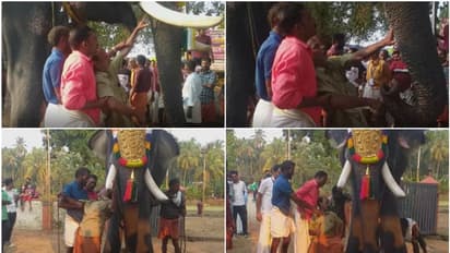 ഗൂരുവായൂര് ഗജേന്ദ്രയുടെ പാപ്പാൻ കാല് നിലത്തുറക്കാതെ പൂസായി, ശേഷം ആനക്കരികിൽ കസേരയിലിരുത്തി ഉത്സവം; ഇനി നടപടി!