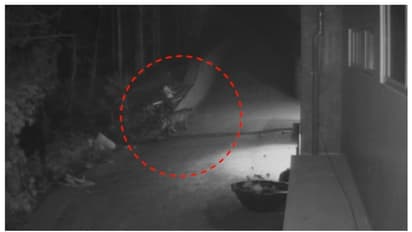 പുൽപ്പള്ളിയില് കടുവ സാന്നിധ്യം: സിസിടിവി ദൃശ്യങ്ങൾ പുറത്ത്, കാര് യാത്രികയും കടുവയെ കണ്ടു