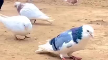 'ബാക്ക്ഫ്ളിപ്സ്' ചെയ്യുന്ന പ്രാവിനെ കണ്ടിട്ടുണ്ടോ? വൈറലായി വീഡിയോ