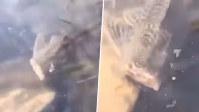 Headless fish swims around lake, viral video terrifies netizens: Watch