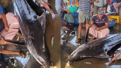 500 കിലോ തൂക്കം, കൂറ്റന് 'കട്ട കൊമ്പനെ' വലയില് കുരുക്കി പൊന്നാനിയിലെ മത്സ്യത്തൊഴിലാളികള്