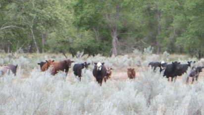 അലഞ്ഞുതിരിയുന്ന പശുക്കളെ വെടിവച്ചു കൊല്ലാൻ ഒരുങ്ങി അമേരിക്ക; പ്രതിഷേധം ശക്തം