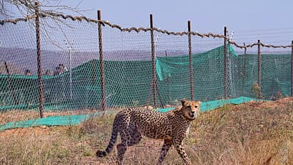 cheetah in kuno