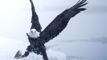 வீட்டின் மேல் கழுகு... அதிஷ்டமா? ...துரதிர்ஷ்டமா? ஜோதிடத்தில் கூறுவது என்ன?