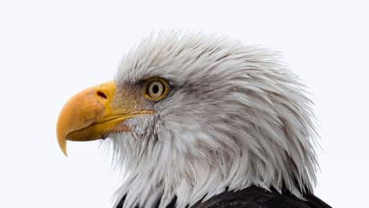 ಮನೆ ಮೇಲೆ ಹದ್ದು ಹಾರಾಡೋದು ಶುಭವೋ? ಅಶುಭವೋ? 