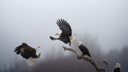 தமிழகத்தில் அதிகரித்த கழுகுகளின் எண்ணிக்கை..! கணக்கெடுப்பில் வெளியான முக்கிய தகவல்