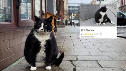 ഈ പൂച്ചയെ കാണാൻ അടുത്ത രാജ്യത്ത് നിന്നുവരെ ആളുകളെത്തുന്നു!