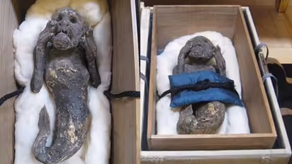 അലറുന്ന മനുഷ്യന്റെ മുഖം, അടിഭാ​ഗം മത്സ്യസദൃശ്യം, 'മത്സ്യകന്യക മമ്മി'യുടെ രഹസ്യം കണ്ടെത്തിയത് ഇങ്ങനെ