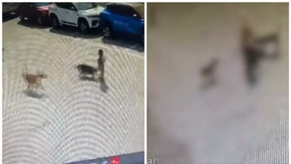 നാലു വയസുകാരനെ തെരുവ് നായകൾ കടിച്ചു കൊന്നു